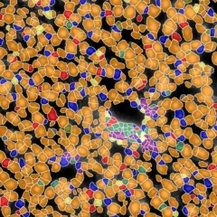 pollaris2024_resize